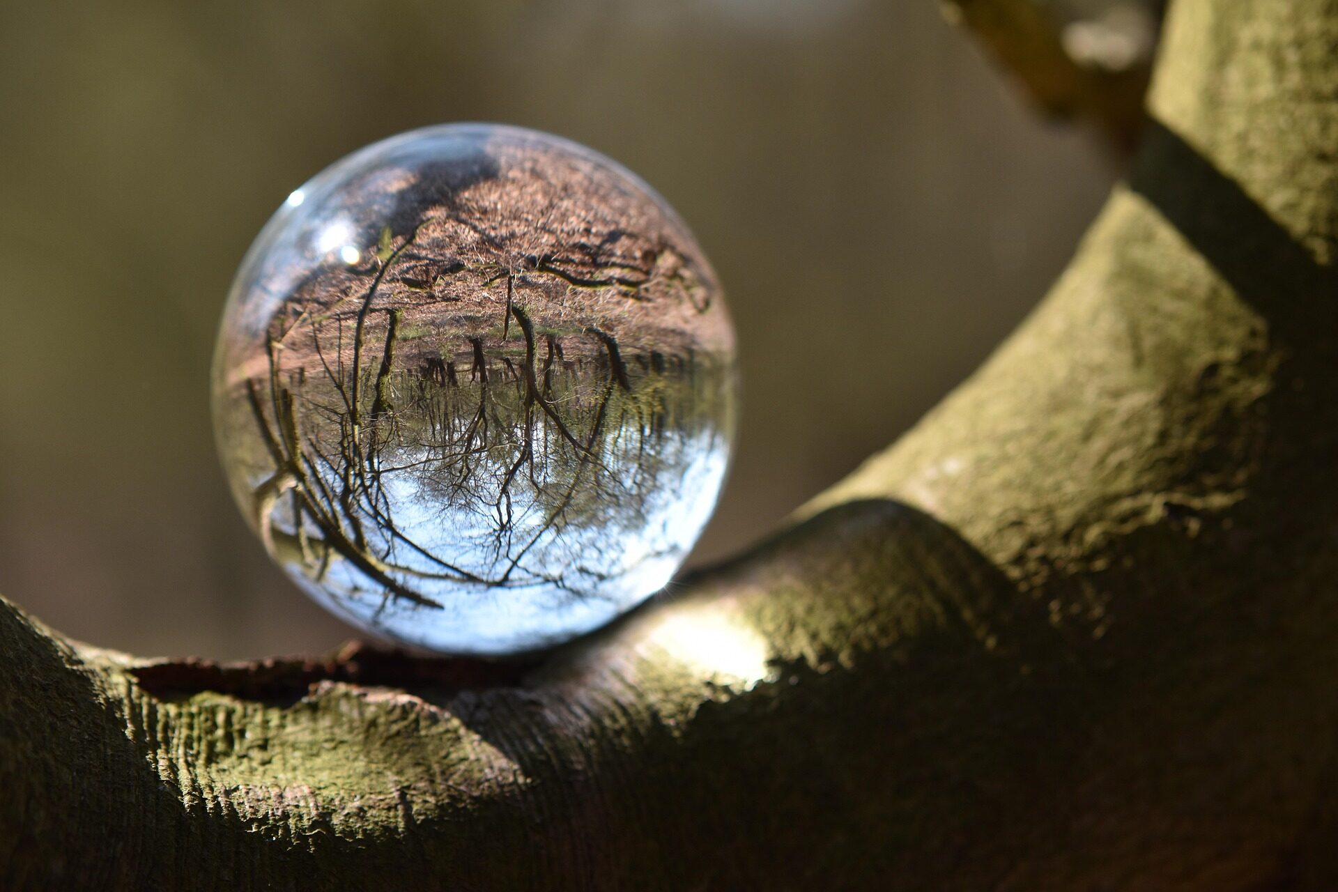 Eine Glaskugel auf einem Stück Baum, die die Natur spiegelt